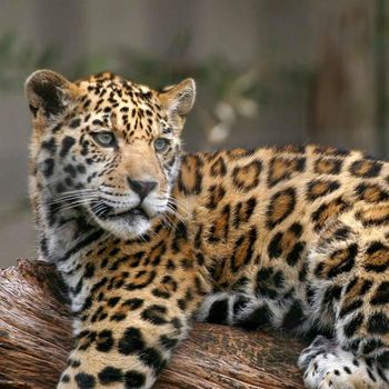 Jaguar