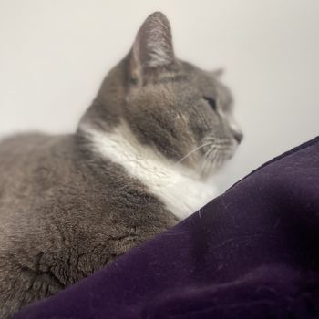 Totoro
