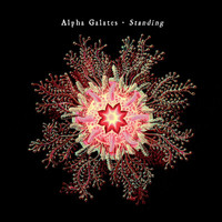 Alpha Galates - Standing
