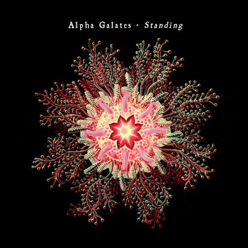 Alpha Galates - Standing
