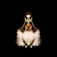 Bola - Fyuti