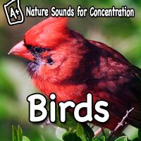 Study Music - Nature Sounds for Concentration - Birds