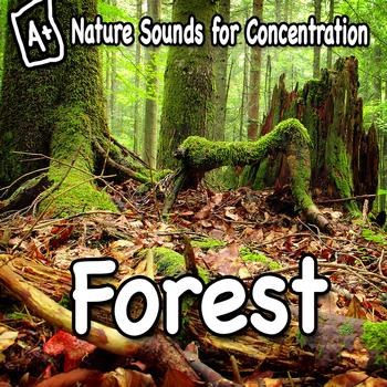 Study Music - Nature Sounds for Concentration - Forest