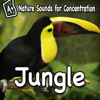 Study Music - Nature Sounds for Concentration - Jungle