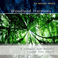 Neil Barrett Experience - Woodland Harmony