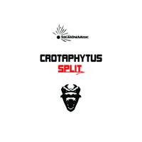 Crotaphytus - Split