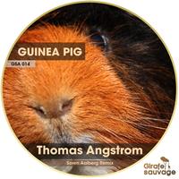 Thomas Angstrom - Guinea Pig