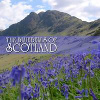 Various Artists - The Bluebells Of Scotland