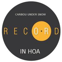 In Hoa - Caribou Under Snow