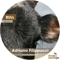 Adriano Filippucci - Bull