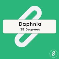 Daphnia - 39 Degrees