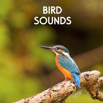 Sounds of Nature White Noise Sound Effects - Bird Sounds - Morning Birds for Relaxation, Meditation, Yoga , Naturescapes, Forest Ambience and Spa