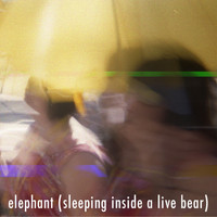 Elephant - Sleeping Inside A Live Bear