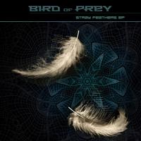 Bird of Prey - Stray Feathers