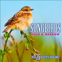 Echoes of Nature: Bird Songs, Calls & Sounds - Songbirds: Field & Meadow - Over 25 Beautiful Bird Songs & Sounds