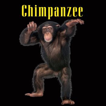 Chimpanzee Sounds - Chimpanzee