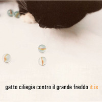 Gatto Ciliegia Contro Il Grande Freddo - It Is