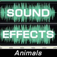 Sound Effects - Sound Effects: Animals