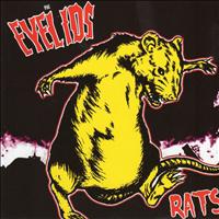 Eyelids - Rats