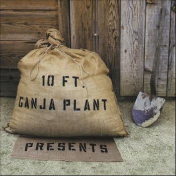 10ft Ganga Plant - Presents