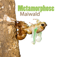 Maiwald - Metamorphose