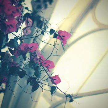 Wil Bolton - Under a Name That Hides Her