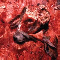 Cattle Decapitation - Human Jerky