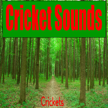 Crickets - Cricket Sounds