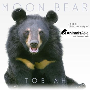 Tobiah - Moon Bear