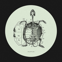 Stefano Testa - Hot Sea's Baby Turtle EP