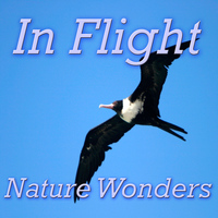 Nature Wonders - In Flight