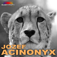 Jozef - Acinonyx