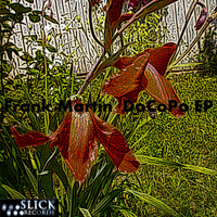 Frank Martin - DoCoPo EP