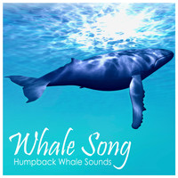 Whale Song - Humpback Whale Sounds