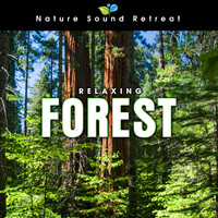 Nature Sound Retreat - Relaxing Forest Meditation with Birds and Wind
