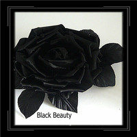 Melissa Black - Black Beauty