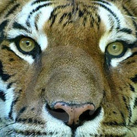 DJ Fisher - The Eye of the Tiger - Instrumental