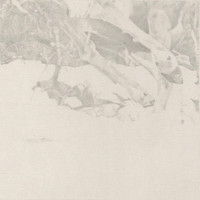 Glowworm - The Coachlight Woods