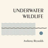 Anthony Reynolds - Underwater Wildlife