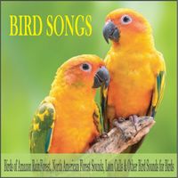Robbins Island Music Group - Bird Songs: Birds of Amazon Rainforest, North American Forest Sounds, Loon Calls & Other Bird Sounds for Birds