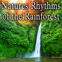 Wildlife Bill - Natures Rhythms of the Rainforest