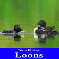 Wildlife Bill - Natures Rhythms: Loons