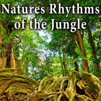 Wildlife Bill - Natures Rhythms of the Jungle