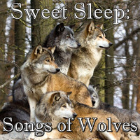 Wilderness - Sweet Sleep: Songs of Wolves
