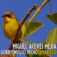 Miguel Aceves Mejia - Gorrioncillo Pecho Amarillo
