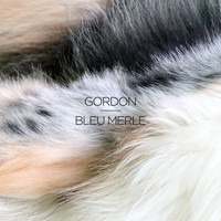 Gordon - Bleu merle - EP