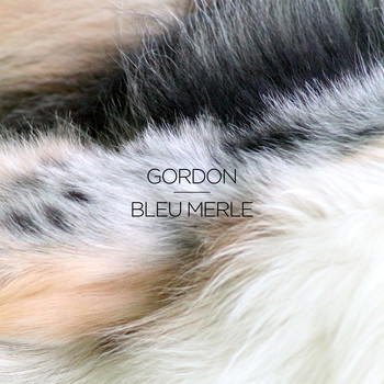 Gordon - Bleu merle - EP