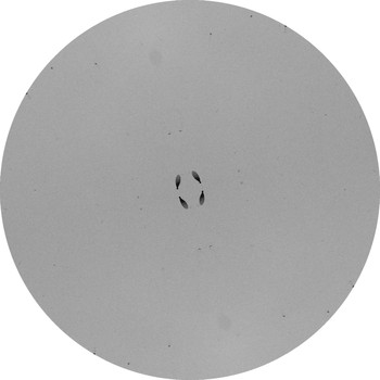 Various Artists - In Dushe Sampler 004