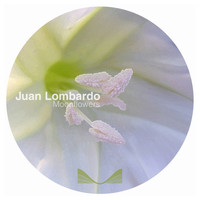 Juan Lombardo - Moonflowers