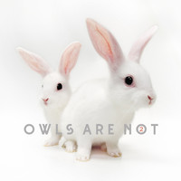 Owls Are Not - 2